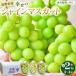 �ӂ邳�Ɣ[�� �{�C�_�ꂢ���� ����s�Y�V���C���}�X�J�b�g3�`4�[�i��2kg�j�y2026�N9�����{�ȍ~�̏o�ו��z�i�{�C�_�ꂢ�����j | �V���C���}�X�J�b.. ���쌧����s