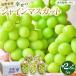 �ӂ邳�Ɣ[�� �{�C�_�ꂢ���� ����s�Y�V���C���}�X�J�b�g5�[�i��2.8kg�j�y2026�N9�����{�ȍ~�̏o�ו��z�i�{�C�_�ꂢ�����j | �V���C���}�X�J�b.. ���쌧����s
