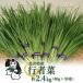 fu.... налог длина . Special производство line человек . примерно 2.4kg(80g×30 пачка )_H221(R8) Yamagata префектура длина . город 