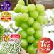 �ӂ邳�Ɣ[�� �y�󂠂�z�{�̍̂ꂽ�ăV���C���}�X�J�b�g 1kg�ȏ� 2�`3�[�y2026�N�����z�iHO�jA05-1410 �V���C���}�X�J�b�g �t���[�c �R�����b�B�s