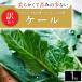 fu.... налог [ есть перевод ] soft кудрявая капуста 1kg[TV ознакомление . очень популярный ]....., кудрявая капуста . переворот ..[ рассылка не возможно регион : отдаленный остров ][1726973] Shizuoka префектура Iwata-shi 