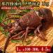 fu.... налог .... производство Исэ город море .1kg( каждый 100~300g*4~5 шт ) Wakayama префектура .... блок 