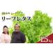 fu.... налог lettuce 1.5kg leaf lettuce Kochi производство оборка lettuce Kochi префектура . шерсть город 