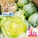 fu.... налог lettuce примерно 4kg. lettuce [SGU006] Nagasaki префектура юг остров . город 