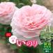 fu.... налог [Apple Roses] роза рассада [. клей ] новый рассада выращивание рассада 6 номер pot ..HNNH047 Saitama префектура . талант город 