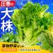 fu.... налог камелия beji Move. овощи комплект оборка lettuce . какой . входить .. наслаждение / салат lettuce лист овощи сэндвич маленький . город / камелия beji Move.. Fukui префектура маленький . город 