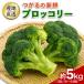 fu.... налог .... свежий брокколи примерно 5kg(16 АО из 24 АО ) [1005] Aomori префектура ... город 