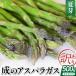 fu.... налог . спаржа есть перевод 500g лето . спаржа Yamagata префектура рис . город 