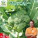 fu.... налог брокколи примерно 1kg [ брокколи ] Tokushima префектура . волна город 