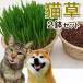 fu.... налог кошка .2 горшок комплект [1192] Kanagawa префектура Исэ город . город 