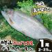 fu.... налог salmon круг ..1 хвост 2.0~2.5kg 1 хвост [B-050005] salmon Fukui префектура . гора город 