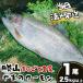 fu.... налог salmon круг ..1 хвост 2.5kg и больше 1 хвост salmon Fukui префектура . гора город 