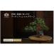fu.... налог BONSAI 2L26-a TUTGA-80300 три слоя префектура название . город 