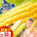 fu.... налог есть перевод высшее . Gold Rush белый смешивание кукуруза 10шт.@~ 1 2 шт Hokkaido название . Hokkaido название . город 