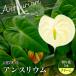 fu.... налог река . блок производство Anne потертость um крем Fukushima префектура house культивирование интерьер природа растения цветок срезанные цветы FAF-0240 Fukushima префектура река . блок 