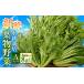 �ӂ邳�Ɣ[�� ���k �͔| �V�N �t�� ��� A�Z�b�g GreensFarm �z�^�� �T���_ �a���� M06S22�y2026�N11����{�`2027�N6����{�����\��z �򕌌����Z���Ύs
