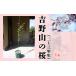 fu.... налог Yoshino гора. Sakura. саженец 2-3 год сырой [BRBZ001] Nara префектура Yoshino блок 