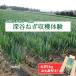 fu.... налог Fukaya . лук порей .. body .(. земля производство лук порей 5kg) [11218-0093] Saitama префектура Fukaya город 