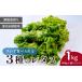 fu.... налог 3 вид. lettuce каждый 500g×2 упаковка 1kg | lettuce восток Matsuyama город Saitama префектура восток Matsuyama город 