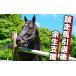 ふるさと納税 競走馬 競馬 引退後 余生支援 黒潮友馬会 1,000万円コース 高知県 須崎市 高知県須崎市