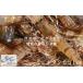 fu.... налог 8-030-001 рефрижератор креветка Botan shrimp 1kg(34 хвост ~46 хвост входить ) Hokkaido больше шерсть блок 