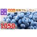 fu.... tax { preceding reservation } morning .... blueberry 1,050g ( 350g × 3 pack ) [ 2024 year 6 month middle . about .. shipping beginning ] limited amount refrigeration.. Ibaraki prefecture cow . city 