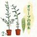 fu.... налог оливковый саженец 2 шт. комплект rechi-no растения растение в горшке оливковый Shizuoka префектура Numazu город 