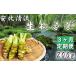 fu.... tax raw wasabi 200g fixed period flight 3 months [ cheap ratio Kiyoshi . mountain ..] | mountain . wasabi condiment fresh direct delivery from producing area Iwate prefecture Hachiman flat city 