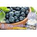 fu.... налог [ предшествующий предварительный заказ ].. сырой голубика sa The n высокий втулка серия 600g (2026 год 4 месяц ~ отправка ) | фрукты фрукты Berry Kochi префектура Nankoku город 