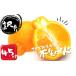 դ뤵Ǽ  β 4.5kg M~4L ޤ  2026ǯ2ܤ3ܤޤǤ˽缡ȯۡmis012A ŸĮ