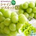 �ӂ邳�Ɣ[�� �^�}�t�@�[���@����s�Y�V���C���}�X�J�b�g�y���G�z2�[�y2026�N9�����{�ȍ~�o�ו��z�i�^�}�t�@�[���j  | �V���C���}�X�J�b�g �Ԃ�.. ���쌧����s