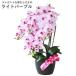 fu.... налог искусственный цветок шелк цветок. . бабочка орхидея. горшок .5шт.@.CT катализатор light purple |. цветок kochou Ran Saitama префектура Saitama префектура Kawagoe город 