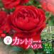 fu.... налог [Apple Roses] роза рассада [ Country * house ] новый рассада выращивание рассада 6 номер pot ..HNNH029 Saitama префектура . талант город 