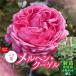 fu.... налог [Apple Roses] роза рассада [meruhen* Koo гель ] новый рассада выращивание рассада 6 номер pot ..HNNH033 Saitama префектура . талант город 