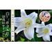 fu.... налог #.. хорошо часть остров производство белый te way лилия (... 100 .) луковица M размер (30~36 лампочка ) W008-020 смешанные товары предметы первой необходимости цветок Кагосима префектура мир . блок 