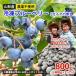 �ӂ邳�Ɣ[�� �R�`�Y �_��s�g�p �Ⓚ�u���[�x���[�y�K�C�A�̎��z800g(400g�~2)���^����  FZ23-581 �R�`���R�`�s