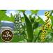 fu.... tax okro ( approximately 3kg) summer vegetable okro name production goods . present ground vegetable gourmet food .... heaven .... thing Shikoku F5J-362 Kagawa prefecture koto flat block 
