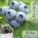 [ home use ] blueberry approximately 1kg(500g×2 pack ) Nagano prefecture *.. height ...#NBN0B010