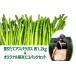 fu.... налог овощи вид спаржа Iwate префектура север сверху город 8 месяц средний . около ~ отправка предположительно лето .. длина спаржа примерно 1.2kg. оригинал термос eko задний aspala овощи сезон...