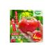 fu.... налог овощи вид помидор Tokushima префектура Ishii блок 009-101 персик Taro помидор 4kg снэки мини помидоры тысяч .200g 2025 год 12 месяц сверху .~2026 год 6 месяц сверху . примерно . последовательный отправка предположительно Hokkaido *...