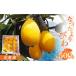 fu.... tax Kagawa prefecture Takamatsu city ..... loquat vanity case approximately 500g[2024 year 5 month middle .~2024 year 6 month middle . delivery ]