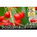fu.... tax Yamagata prefecture south . city cherry. tree. owner [ Sato .] 15kg guarantee {. peace 6 year 6 month shipping minute } [ Oono cherry . ground ] [672]