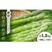 fu.... налог овощи вид спаржа Kagawa префектура маленький бобы остров блок весна . спаржа [.... ...](100g×12 пачка )