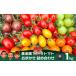 fu.... налог помидор мини помидоры Hyogo префектура .. город сельское хозяйство приятный . помидор случайный 1kg набор 