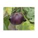 fu.... tax Wakayama prefecture hot water . block AW6106n_[ preceding reservation ] hot water . eggplant approximately 5kg(15~18 piece )