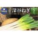 fu.... налог овощи вид лук порей Saitama префектура Fukaya город земля имеется Fukaya лук-батун 5kg 11218-0397