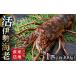 fu.... налог креветка лангуст Wakayama префектура .... блок . Исэ город море .1 шт ( примерно 300g) юг . чёрный . лангуст новогодние каникулы Новый год доставка возможно надеты день указание необходимо l время ограничено .. прямая поставка...