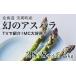fu.... налог овощи вид спаржа Hokkaido прекрасный . блок . мир 9 год производство предшествующий предварительный заказ иллюзия. aspala2S~S размер 2kglas noble . мир 9 год производство Hokkaido прекрасный . блок книга@ гора сельское хозяйство место Gree...