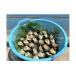 fu.... налог Sazae три слоя префектура .. город Sazae 3kg ввод свежий морепродукты seafood морепродукты рыба . Sazae ... sashimi .... структура ... жарение решётка BBQ барбекю kya...
