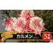 fu.... tax miscellaneous goods * daily necessities flower Nagano prefecture pine river .* cell rear 5 number pot karu men | flower is . flower sapling gardening cultivation goods kind improvement pink red o-ji- plant wa...